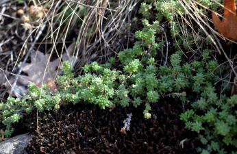 Sedum borissovae Balk. ?<br/>Munții Măcin, 4 Oct 2020 © Emilia Ciocănel - all rights reserved